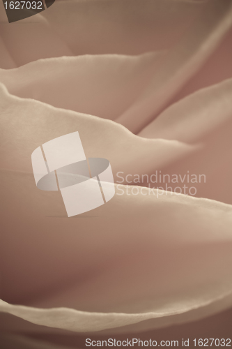 Image of rose macro