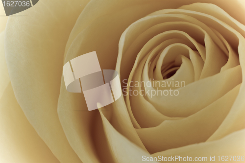 Image of white rose macro