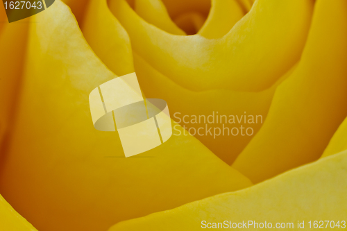 Image of yellow rose macro
