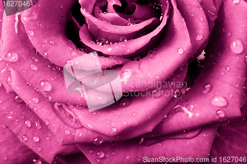 Image of pink rose