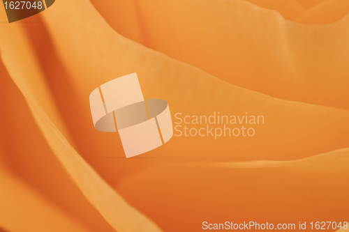 Image of orange rose macro