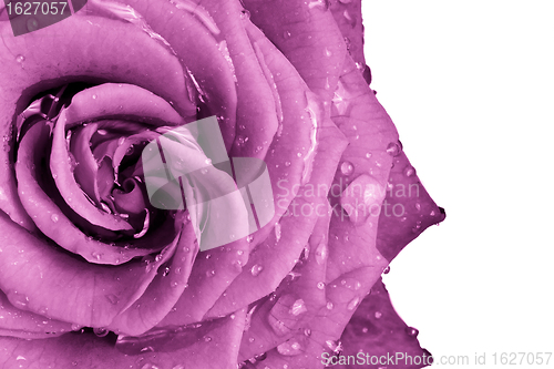 Image of pink rose