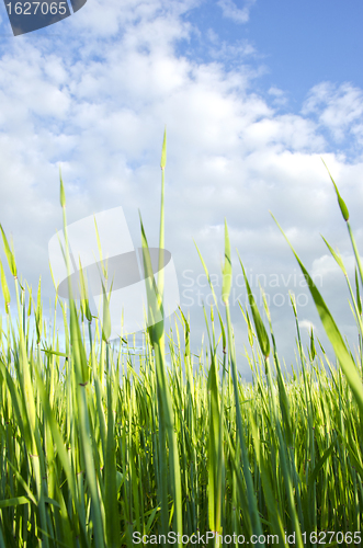 Image of Meadow grass closeup macro background blue sky 