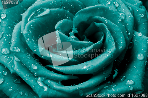 Image of rose petals