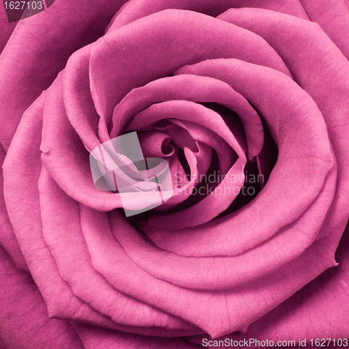 Image of pink rose