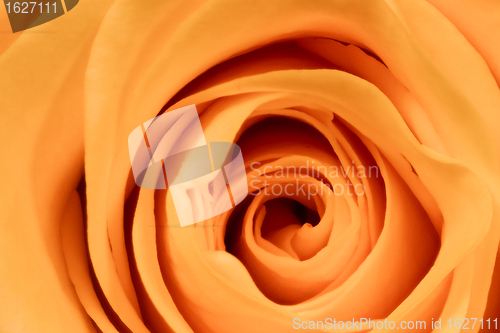 Image of orange rose close up
