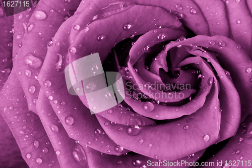 Image of pink rose