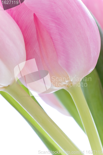 Image of pink tulips