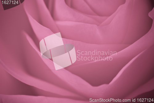 Image of pink rose macro