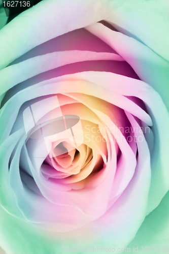 Image of multicolor rose