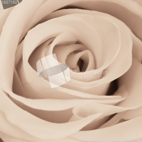 Image of white rose close up