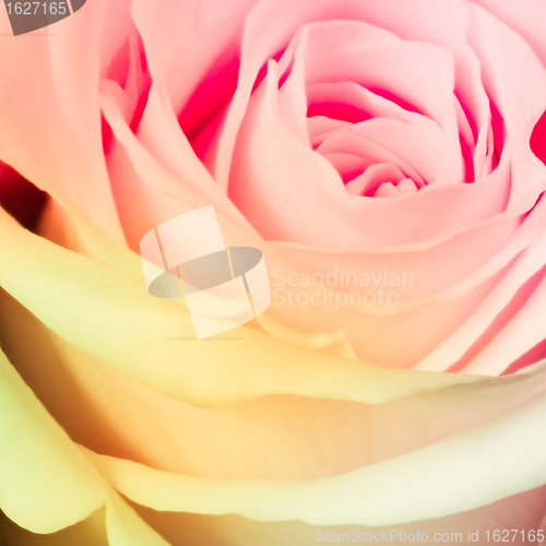 Image of multicolor rose