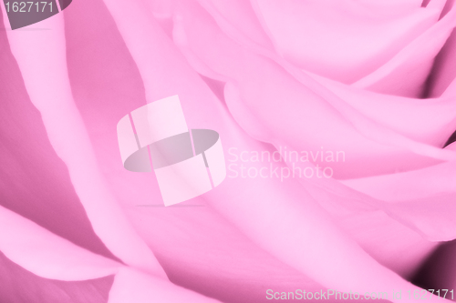 Image of pink rose close up