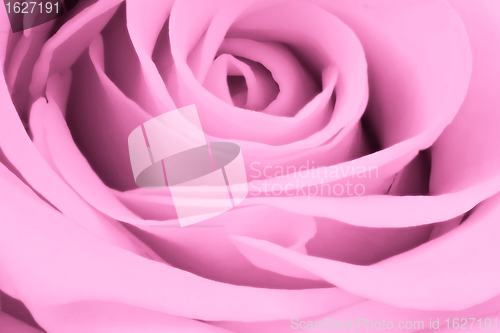 Image of pink rose close up