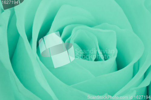 Image of green rose close up