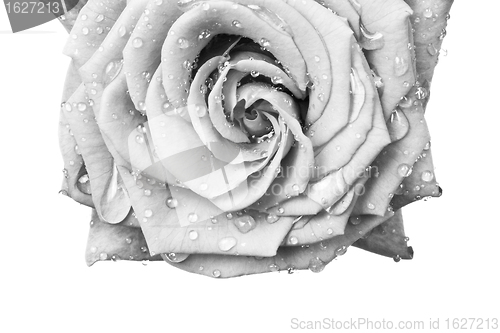 Image of white rose