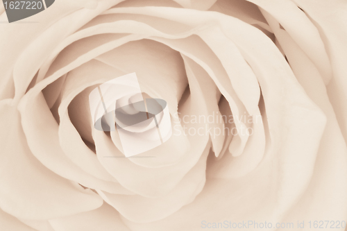 Image of white rose close up