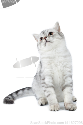 Image of silver tabby Scottish cat sitting and looking up