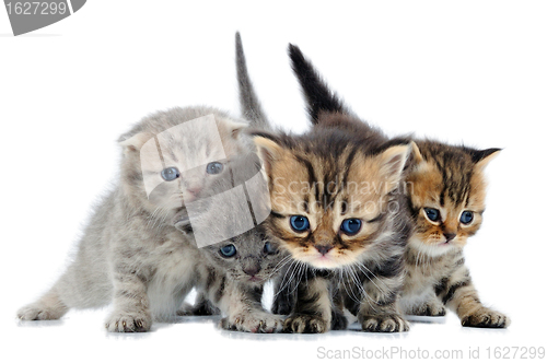 Image of group of little kittens