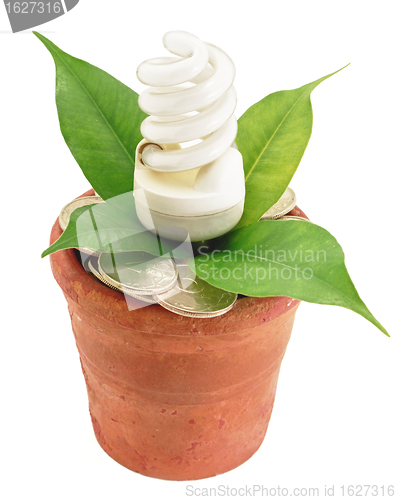 Image of Fluorescent lamp in flowerpot