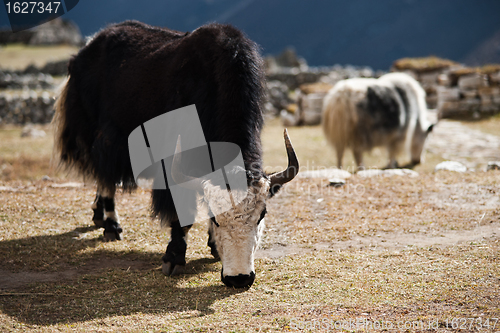 Image of Yaks in highland village in Himalayas