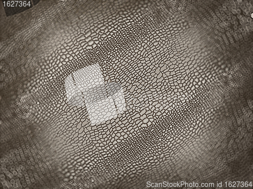 Image of Alligator skin with shallow DOF