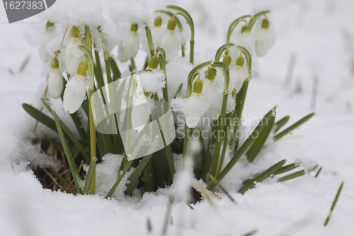 Image of galanthus nivalis