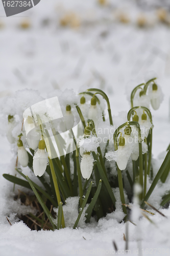 Image of snowdrops