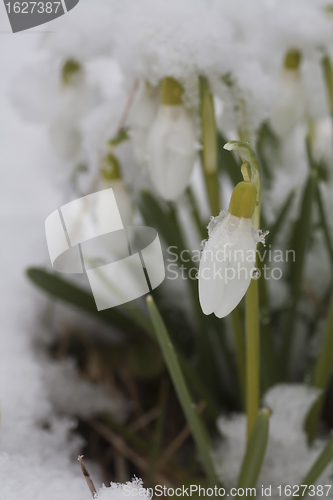 Image of snowdrop