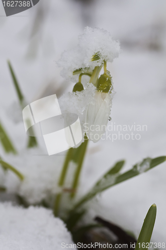 Image of snowdrops