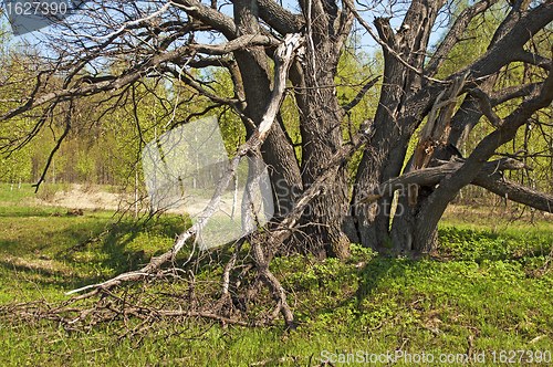 Image of Old oak tree in spring time