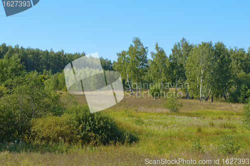 Image of Forest glade