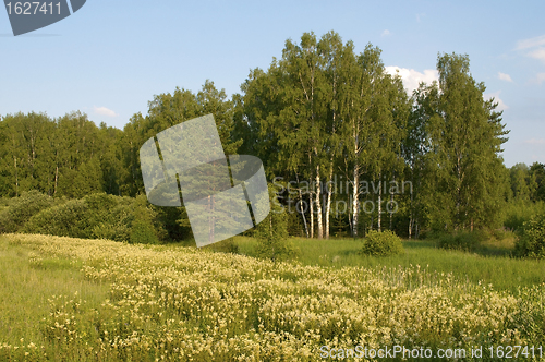 Image of Blooming forest glade