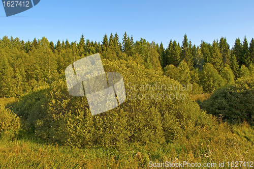 Image of Summer forest at sunset