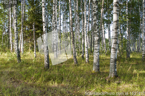 Image of Birch forest
