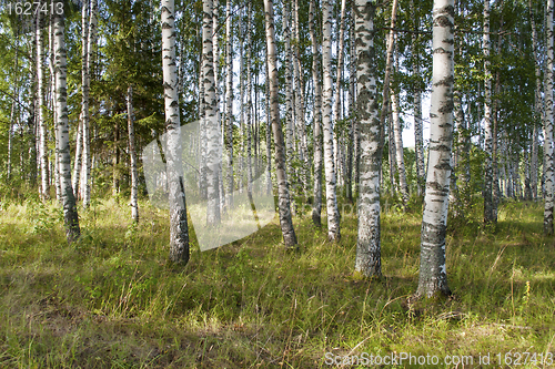 Image of Birch forest