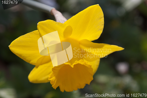 Image of Daffodil (Narcissus)