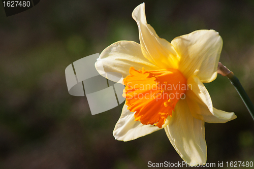 Image of Daffodil (Narcissus)