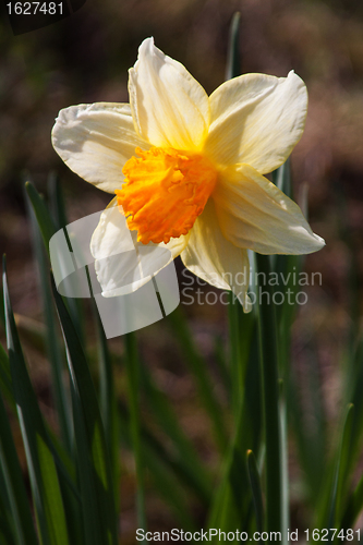 Image of Daffodil (Narcissus)