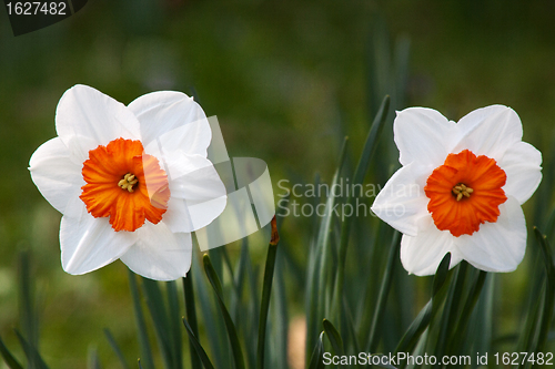 Image of Daffodil (Narcissus)