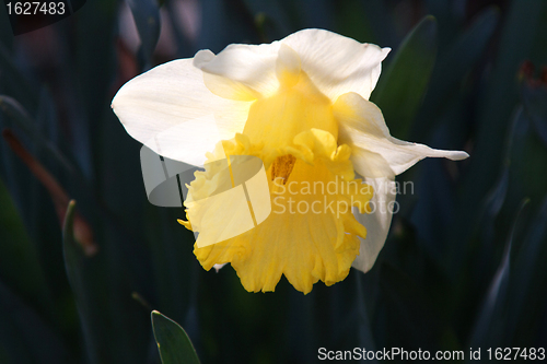 Image of Daffodil (Narcissus)