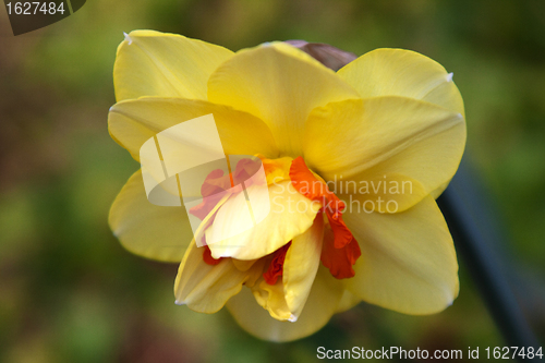 Image of Daffodil (Narcissus)