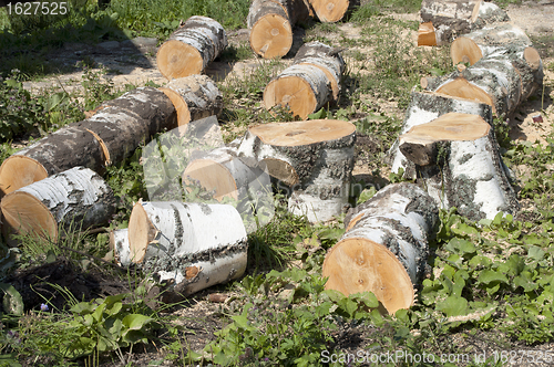 Image of Birch firewood