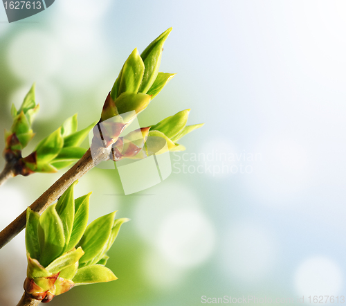 Image of Green Bud