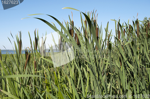 Image of Cattail thickets