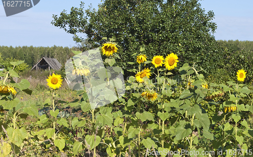 Image of Blooming sunflowers