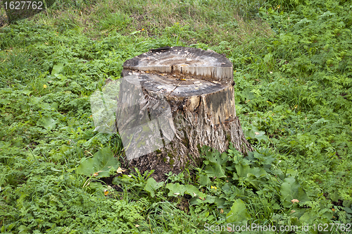 Image of Old stump in grass