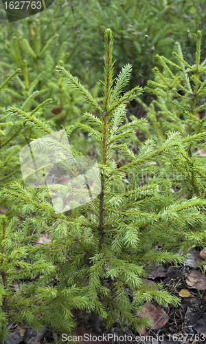 Image of Small green spruce