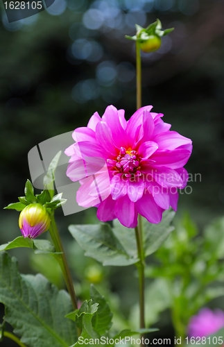 Image of Pink dahlia