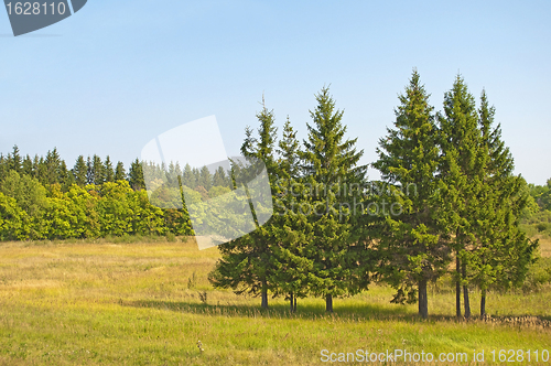 Image of Firs in the meadow